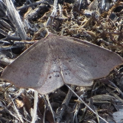 Rhinodia rostraria (Necklace Geometrid) at Theodore, ACT - 24 Sep 2018 by owenh