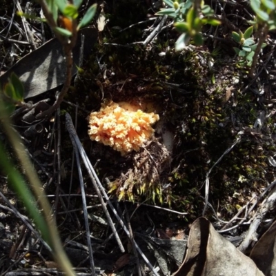 Ramaria sp. (A Coral fungus) at Wee Jasper, NSW - 26 Apr 2019 by Watermilli