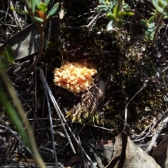 Ramaria sp. (A Coral fungus) at Wee Jasper State Forest - 26 Apr 2019 by Watermilli