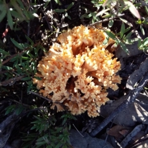 Ramaria sp. at Wee Jasper, NSW - 26 Apr 2019 11:38 AM