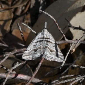 Dichromodes consignata at Theodore, ACT - 22 Oct 2018