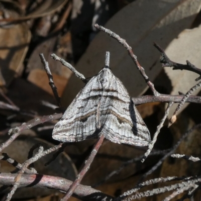 Dichromodes consignata (Signed Heath Moth) at Theodore, ACT - 22 Oct 2018 by owenh