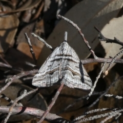 Dichromodes consignata (Signed Heath Moth) at Tuggeranong Hill - 21 Oct 2018 by Owen