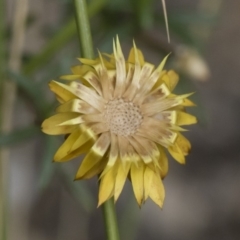 Xerochrysum viscosum (Sticky Everlasting) at Illilanga & Baroona - 5 Apr 2019 by Illilanga