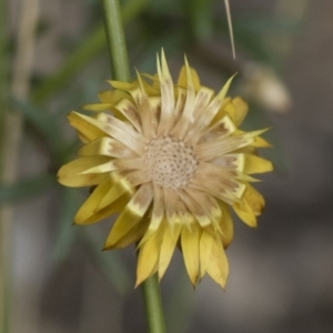 Xerochrysum viscosum at Illilanga & Baroona - 5 Apr 2019