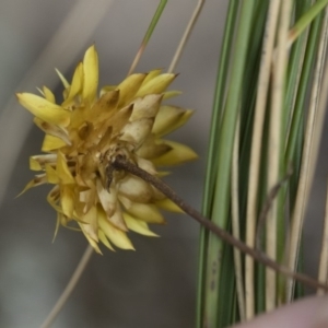 Xerochrysum viscosum at Michelago, NSW - 5 Apr 2019
