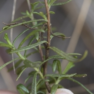 Xerochrysum viscosum at Michelago, NSW - 5 Apr 2019