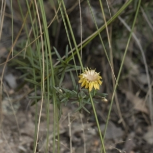 Xerochrysum viscosum at Illilanga & Baroona - 5 Apr 2019