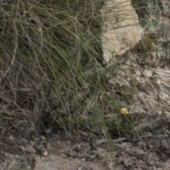 Xerochrysum viscosum at Illilanga & Baroona - 5 Apr 2019 03:15 PM