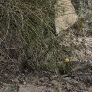 Xerochrysum viscosum at Michelago, NSW - 5 Apr 2019