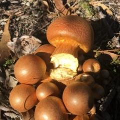 Gymnopilus junonius (Spectacular Rustgill) at Black Flat at Corrowong - 27 Mar 2019 by BlackFlat