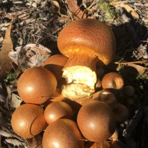 Gymnopilus junonius at Corrowong, NSW - 27 Mar 2019