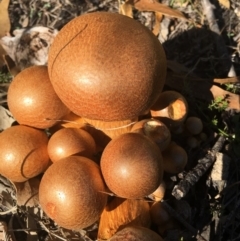 Gymnopilus junonius at Corrowong, NSW - 27 Mar 2019 04:03 PM