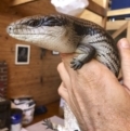 Tiliqua scincoides scincoides at Michelago, NSW - 6 Mar 2019