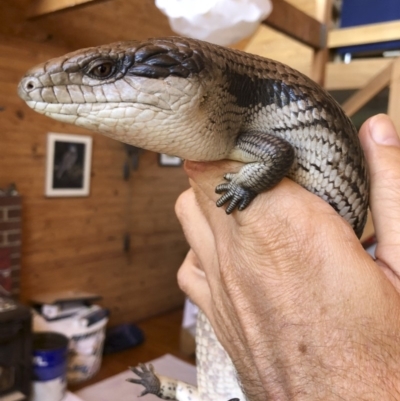 Tiliqua scincoides scincoides (Eastern Blue-tongue) at Illilanga & Baroona - 6 Mar 2019 by Illilanga