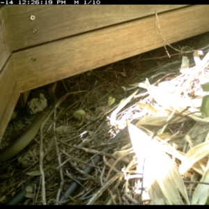 Pseudonaja textilis at Illilanga & Baroona - 14 Jan 2019 12:26 PM