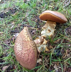 zz bolete at Dickson, ACT - 22 Apr 2019 09:27 AM