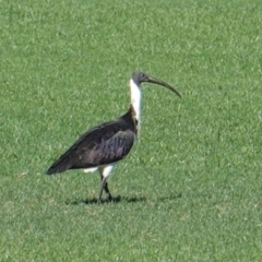 Threskiornis spinicollis (Straw-necked Ibis) at Kingston, ACT - 22 Apr 2019 by JackyF