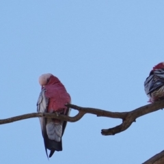 Eolophus roseicapilla (Galah) at Callum Brae - 22 Apr 2019 by JackyF