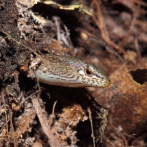 Saproscincus mustelinus at Acton, ACT - 25 Apr 2019 01:58 PM