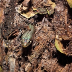 Saproscincus mustelinus at Acton, ACT - 25 Apr 2019 01:58 PM