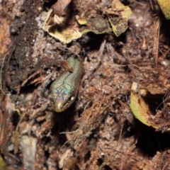 Saproscincus mustelinus at Acton, ACT - 25 Apr 2019