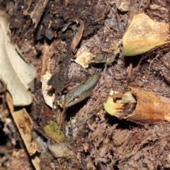 Saproscincus mustelinus at Acton, ACT - 25 Apr 2019