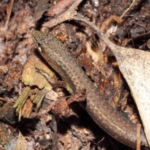 Saproscincus mustelinus at Acton, ACT - 25 Apr 2019 01:58 PM