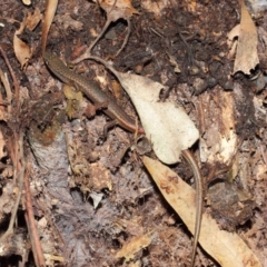 Saproscincus mustelinus at Acton, ACT - 25 Apr 2019 01:58 PM