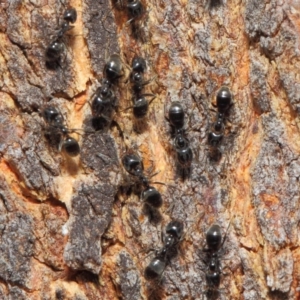 Anonychomyrma sp. (genus) at Hackett, ACT - 24 Apr 2019