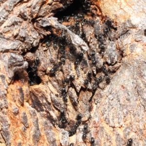 Anonychomyrma sp. (genus) at Hackett, ACT - 24 Apr 2019