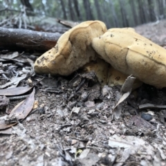 Boletales at Pambula, NSW - 25 Apr 2019