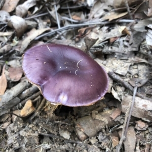 Cortinarius archeri s.l. at Pambula, NSW - 25 Apr 2019 01:47 PM
