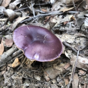 Cortinarius archeri s.l. at Pambula, NSW - 25 Apr 2019