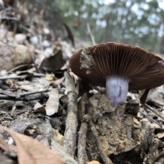 Cortinarius archeri s.l. at Pambula, NSW - 25 Apr 2019
