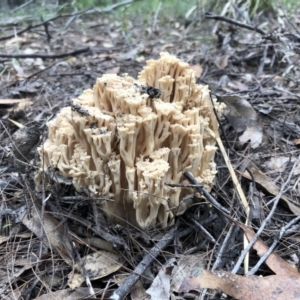 Ramaria capitata var. capitata at Tathra, NSW - 25 Apr 2019