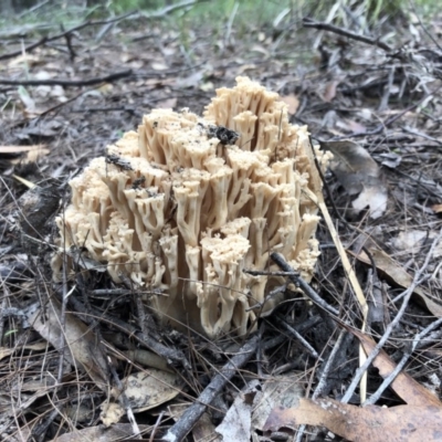 Ramaria capitata var. capitata (Pale cauliflower coral) at Tathra, NSW - 25 Apr 2019 by DeanAnsell