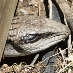 Tiliqua scincoides scincoides (Eastern Blue-tongue) at Illilanga & Baroona - 3 Jan 2019 by Illilanga