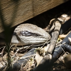 Tiliqua scincoides scincoides at Michelago, NSW - 3 Jan 2019