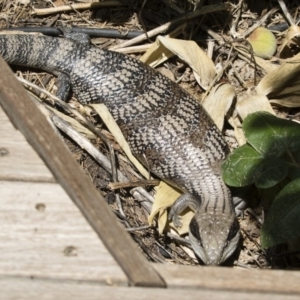 Tiliqua scincoides scincoides at Michelago, NSW - 3 Jan 2019