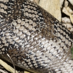 Tiliqua scincoides scincoides at Michelago, NSW - 3 Jan 2019