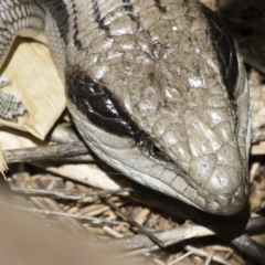 Tiliqua scincoides scincoides at Michelago, NSW - 3 Jan 2019