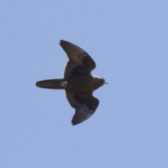 Falco subniger (Black Falcon) at Illilanga & Baroona - 20 Sep 2018 by Illilanga