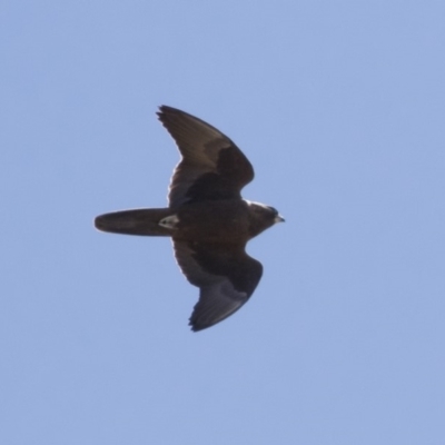 Falco subniger (Black Falcon) at Michelago, NSW - 20 Sep 2018 by Illilanga