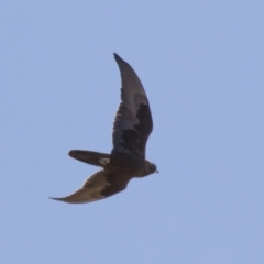 Falco subniger at Michelago, NSW - 20 Sep 2018