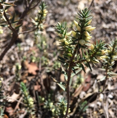 Melichrus urceolatus (Urn Heath) at Hughes Grassy Woodland - 27 Apr 2019 by KL