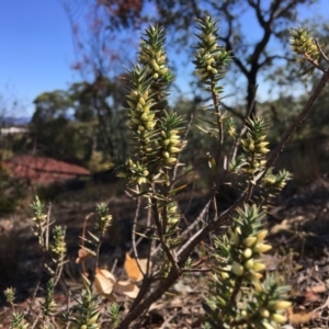 Melichrus urceolatus at Hughes, ACT - 27 Apr 2019