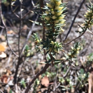 Melichrus urceolatus at Hughes, ACT - 27 Apr 2019 11:15 AM