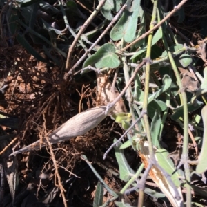 Oxypetalum coeruleum at Hughes, ACT - 27 Apr 2019