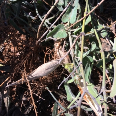 Oxypetalum coeruleum (Tweedia or Southern Star) at Hughes Grassy Woodland - 27 Apr 2019 by KL